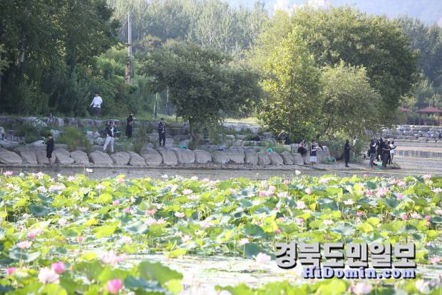 연꽃으로 물든 경산시 남매지