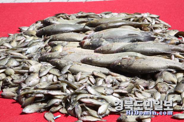 대회 참자들이 잡은 외래어종