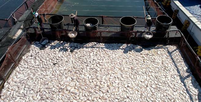 A mass die-off of fish is seen at an aquaculture farm in Namhae, South Gyeongsang, on Aug. 29. [YONHAP]