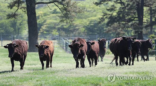 한라산 중턱의 제주흑우 제주시 용강동 제주마방목지에서 방목된 천연기념물 제주흑우가 초원을 달리고 있다. 2025.4.30 jihopark@yna.co.kr [연합뉴스 자료사진]