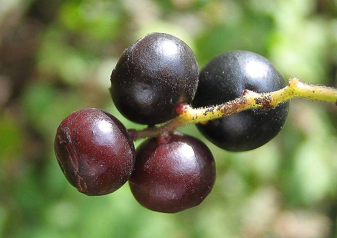 정금나무 열매.