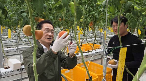최기문 시장이 금호읍 구암리 지역특화 임대형 스마트팜단지 토마토 수확 현장을 방문해 토마토를 수확하고 있다. 권오석 기자