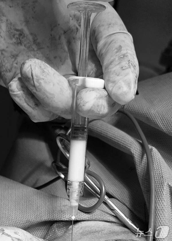 십자인대 단열 수술 후 빠른 회복을 위해 관절 주사를 주입하는 모습(SD동물의료센터 제공) ⓒ 뉴스1