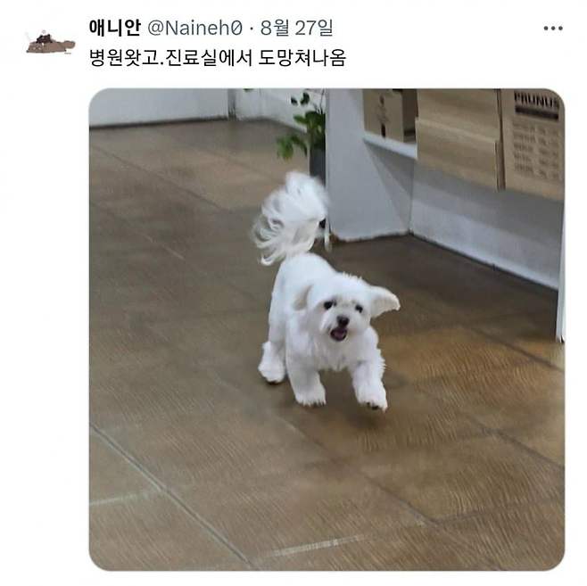 도망쳐나온 댕댕이의 다급한 짤