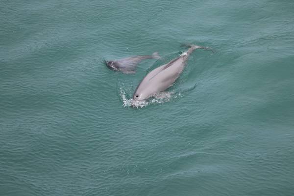 국립공원공단 한려해상국립공원사무소는 9월부터 11월까지 경남 사천 초양도에서 ‘웃는 돌고래 상괭이’를 직접 관찰할 수 있는 생태·교육 프로그램인 ‘사천 초양도 상괭이 이야기’를 운영한다. 한려해상국립공원사무소 제공