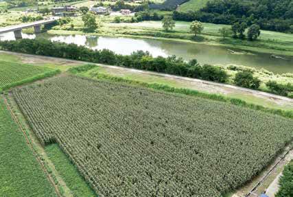 하늘에서 내려다본 옥수수밭 전경. 푸릇함이 담긴 옥수수들이 가득하다.