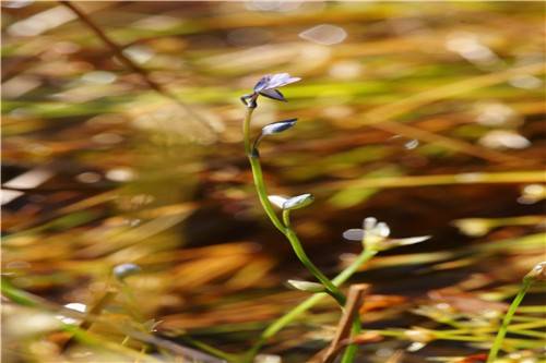 자주땅귀개. [환경부 제공. 재판매 및 DB 금지]