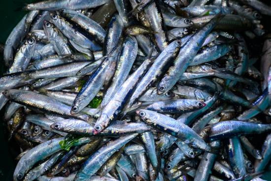 남해 죽방렴에서 잡은 은멸치.