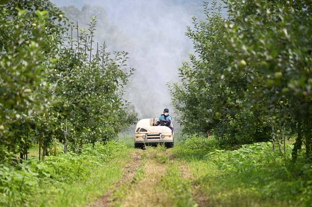 ▲ 청송의 한 과수농가에서 병충해 방제를 위한 약제를 살포하고 있다. 청송군은 기후변화에 대응하기 위한 과수농가 지원 사업을 적극 추진하고 있다