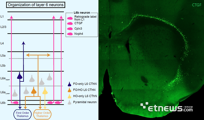 이번 연구를 통해 밝혀진 대뇌피질의 마지막 층 (L6b) 신경세포들의 상대적인 위치, 신경전달 방향, 그리고 대뇌피질의 다른 층에 있는 신경세포들과의 차이점 비교 (왼쪽 그림). 분자 마커인 CTGF를 통해서 이번 연구에서 규명한 L6b 신경세포들의 수와 분포를 성체 마우스(생후 3개월)의 뇌조직에서 확인함 (오른쪽 그림)