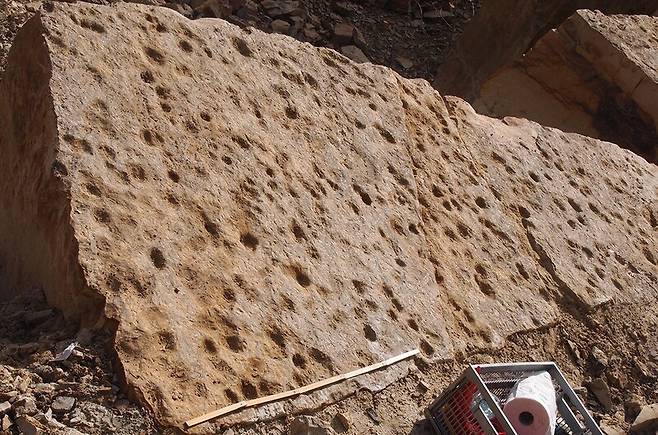 4억년 전 기어다니는 물고기가 뭍으로 올라와 만든 것으로 보이는 구멍, 고랑 모양의 흔적 화석. 사이언티픽 리포츠