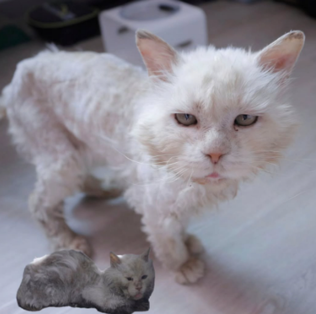 많이 예뻐진 퐁이!