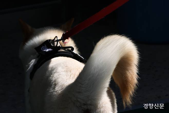 무더위 속 훈련을 마친 임회가 진돗개 특유의 말린 꼬리를 흔들며 휴식을 위해 견사로 이동하고 있다.