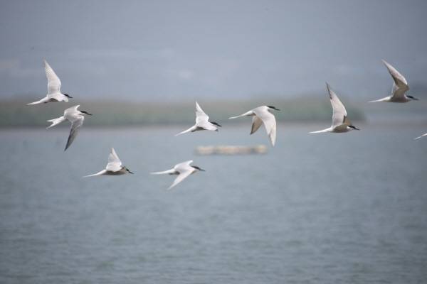 2011년 당시 부산 낙동강 하구 도요등 상공을 날고 있는 쇠제비갈매기. 국제신문 DB