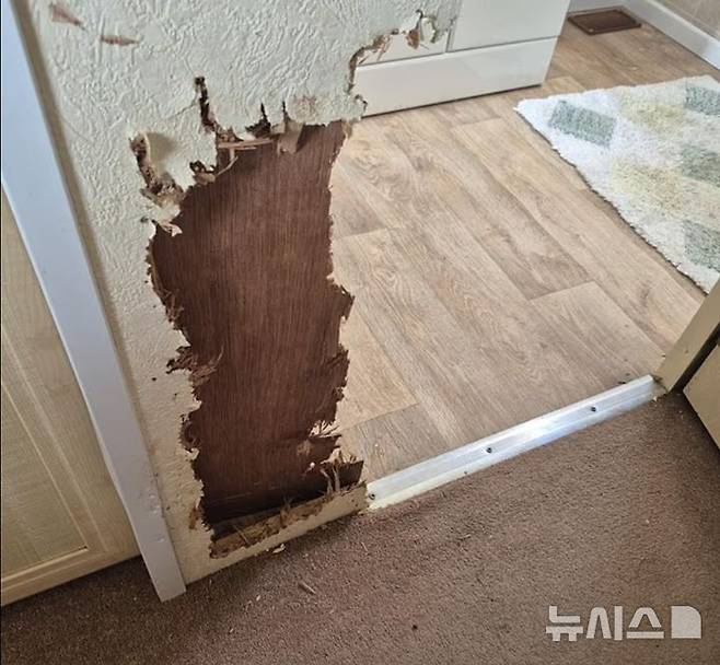 [뉴시스] 에어비앤비 카라반 숙소 벽을 손님의 반려견이 갉아 먹었다. (사진=데일리메일) 2025.08.30.