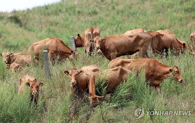 한우 [연합뉴스 자료사진]