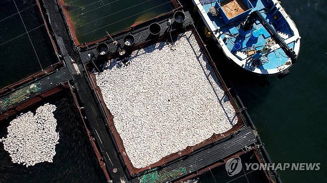 적조로 집단 폐사한 참돔 수거 지난달 29일 경남 남해군 미조면 미조로 해상 가두리 양식장에서 어민이 적조로 집단 폐사한 참돔을 수거하고 있다. [독자 제공. 재판매 및 DB 금지]