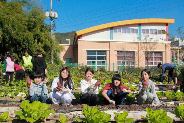 전주대성초등학교 농어촌 유학생들의 고구마 캐기 체험활동. /전북교육청 제공