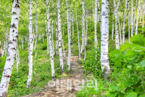 경북 청송 화장리 자작나무숲 내 조성된 산책로. (사진=경북 청송군 제공)
