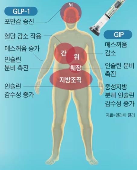 GLP-1, GIP 기능. 마운자로·젭바운드는 GLP-1과 함께 위 억제 펩타이드(GIP)에도 작용하는 유일한 이중 작용 비만 치료제다. /그래픽=조선일보DB