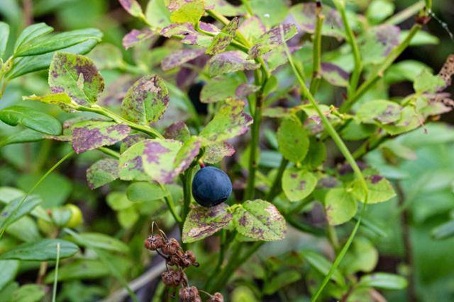 키틸라 아에케누스호변 자작나무숲의 빌베리.