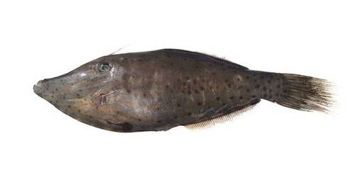 ▲ 날개쥐치. 식약처 제공