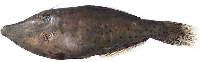 날개쥐치. 사진=식약처 제공