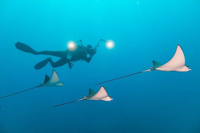 안정된 수온과 풍부한 산호로 다양한 수중 생물이 서식하는 몰디브. 사진제공|팜투어