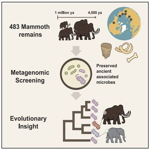 털매머드·초원매머드 표본 483개 속 미생물 DNA 연구  연구팀은 100만년 이상 전부터 멸종 직전까지 살았던 털매머드와 초원매머드의 표본 483개 속 미생물 DNA를 분석, 살아있을 때 감염된 6개 계통의 미생물 DNA를 발견했다. 이 중 110만년 전 초원매머드를 감염시킨 에리시펠로트릭스 속(Erysipelothrix spp.) 미생물의 DNA를 일부 복원했다. [Cell, Benjamin Guinet et al.(2025) 제공. 재판매 및 DB 금지]