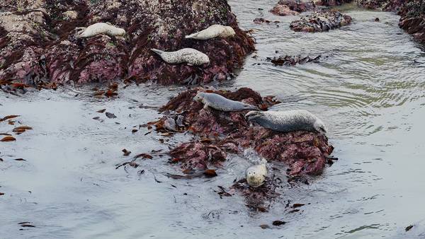 백령도에서 발견된 점박이물범. /녹색연합 제공