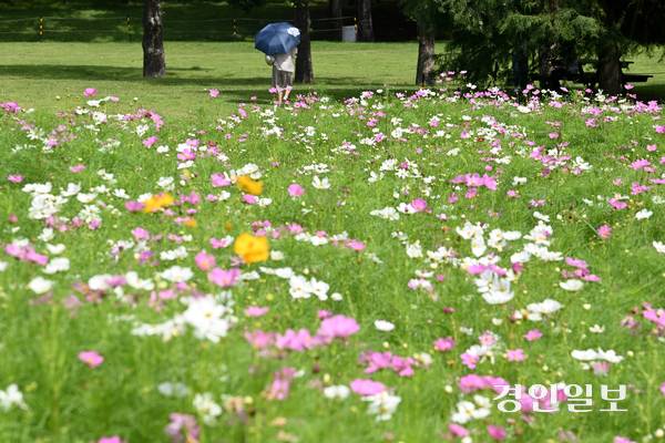 4일 오후 수원시 권선구 탑동시민농장을 찾은 시민들이 활짝 핀 코스모스 사이를 산책하며 즐거운 시간을 보내고 있다. 2025.9.4 /최은성기자 ces7198@kyeongin.com