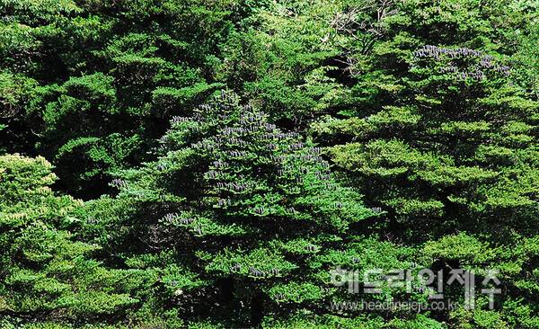 한라산 구상나무. 사진=제주도 세계유산본부