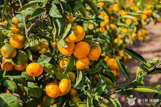 제주 맛동산 감귤체험농장. 한국관광공사
