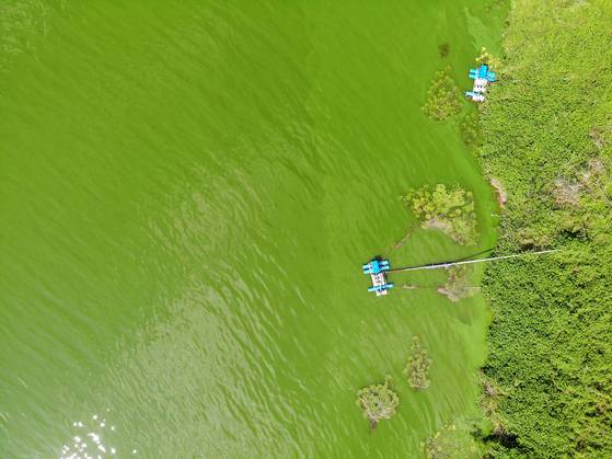녹조에 뒤덮인 낙동강의 모습. 천권필 기자