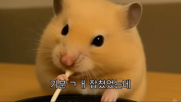 ▲ 유튜브 채널 '정서불안 김햄찌' 갈무리.