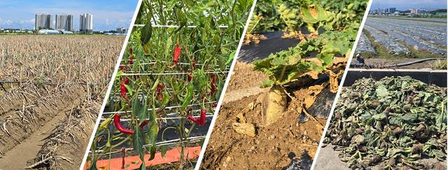 극한가뭄으로 강원 강릉의 밭작물들이 타들어가고 있다. 왼쪽 사진부터 누렇게 변한 송정동 대파밭, 열매 끝이 타버린 구정면 학산리 고추밭, 이파리가 말라붙은 왕산면 대기리 무밭, 말라 죽은 배추를 뽑아내고 새로 심은 송정동 배추밭.