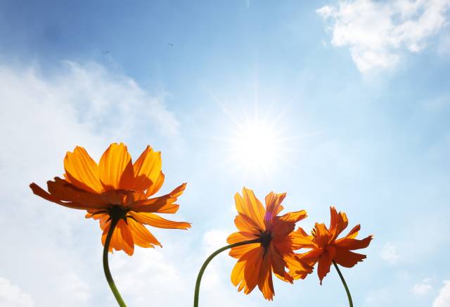 늦더위가 이어지고 있는 2일 경기도 수원시 권선구 탑동시민농장에 노랑코스모스가 활짝 피어있다. 연합뉴스