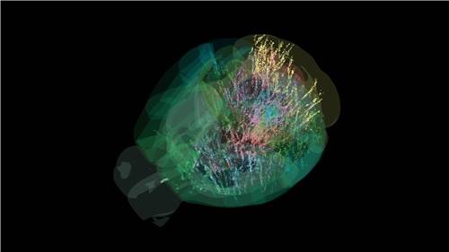 의사결정 작업 중 포착된 생쥐 뇌 전체 신경활동 의사결정 과제를 수행하는 생쥐의 뇌에서 여러 단계에 걸쳐 활성화된 7만5천개의 뉴런(컬러 점)을 시각화한 것. 점의 크기는 세포의 평균 발화 속도를 의미하며, 점의 크기가 클수록 활성화된 뉴런이 많음을 뜻한다. 각 점의 색은 관련 뇌 영역의 서로 다른 그룹을 나타낸다. 국제 뇌 연구소(IBL) 데이터. [Dan Birman/University of Washington/Allen Institute 제공. 재판매 및 DB 금지]