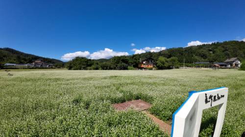 2025년 평창효석문화제가 ‘문학! 메밀꽃으로 피어나고 삶! 달빛에 스미다’를 주제로 5일부터 14일까지 열흘간 평창 봉평면 효석문화마을 일원에서 열린다. 메밀꽃이 활짝핀 메밀밭에서 관광객들이 사진을 찍으며 즐거워 하고 있다.