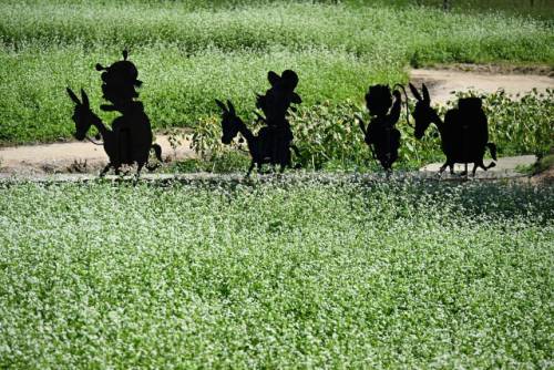 2025년 평창효석문화제가 ‘문학! 메밀꽃으로 피어나고 삶! 달빛에 스미다’를 주제로 5일부터 14일까지 열흘간 평창 봉평면 효석문화마을 일원에서 열린다. 메밀꽃이 활짝핀 메밀밭에서 관광객들이 사진을 찍으며 즐거워 하고 있다.