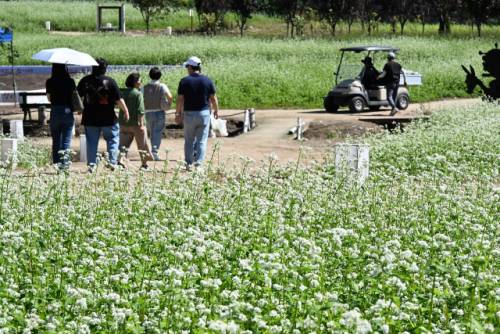 2025년 평창효석문화제가 ‘문학! 메밀꽃으로 피어나고 삶! 달빛에 스미다’를 주제로 5일부터 14일까지 열흘간 평창 봉평면 효석문화마을 일원에서 열린다. 메밀꽃이 활짝핀 메밀밭에서 관광객들이 사진을 찍으며 즐거워 하고 있다.