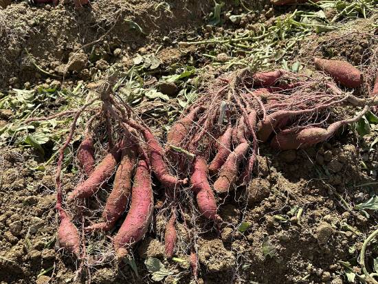 경남육성 신품종 고구마 '진다미' 첫 수확.