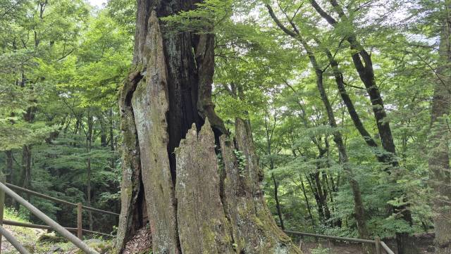 경남 합천군 해인사 봉황문 앞에 서 있는 1200년 수령의 고사목. 남태우 기자