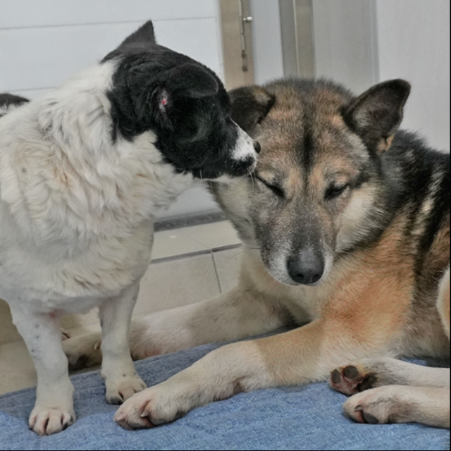 지난 1월 구조된 개 '뽀짝이'(왼쪽)와 '삐약이'의 모습. 삐약이는 견사를 찾아온 방문객이 궁금한 듯 다가와 냄새를 맡았지만, 뽀짝이는 벽에 기대 사시나무 떨듯 떨었다. 동그람이 정진욱