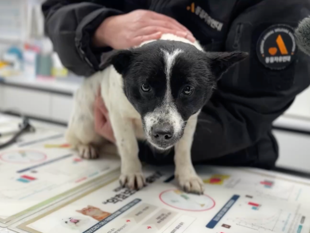 구조 직후 동물병원으로 옮겨진 뽀짝이의 모습. 이 순간 두 개들의 이름이 동시에 지어졌다. 동물자유연대 제공