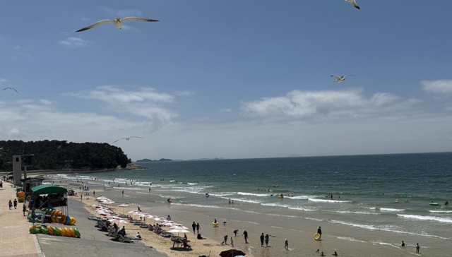 대천 해수욕장. 연합뉴스 자료사진