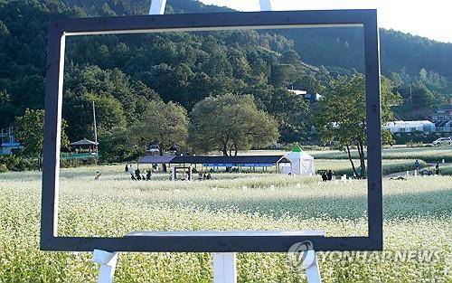 액자 속 그림 같은 메밀꽃밭 [연합뉴스 자료사진]