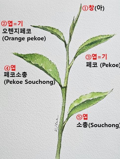 찻잎의 등급, 1창 2기. [일러스트=손경희]