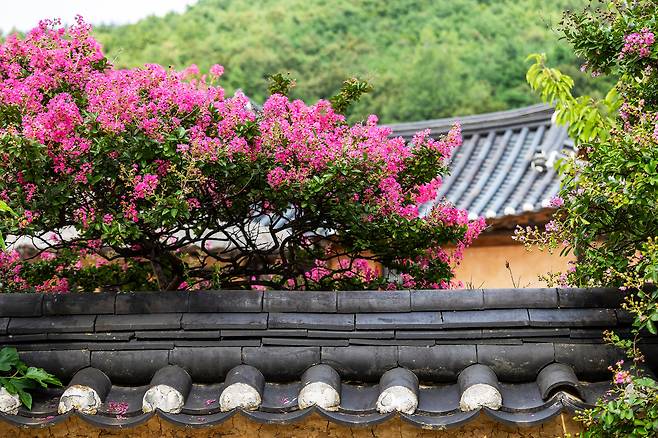 왕곡마을의 어느 집 담장 너머 인사하는 배롱나무꽃. 왕곡마을엔 계절을 느낄 수 있는 풍경이 가득하다. / 양수열 영상미디어 기자