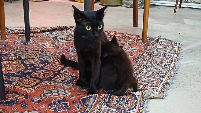 조지아 곳곳에서 자주 마주치는 고양이.